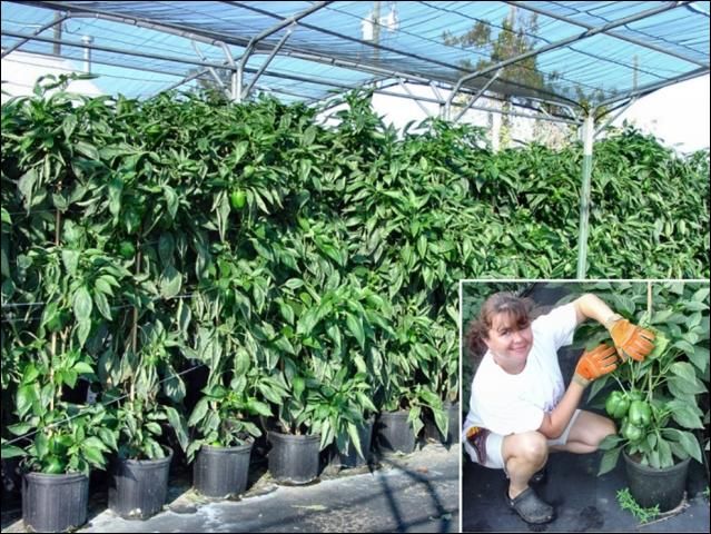 Figure 3. Open shade structure pepper crop at end of season.