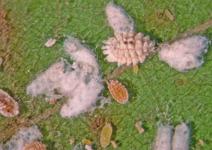 Figure 8. Nipaecoccus floridensis, the Florida coconut mealybug with immatures. Identification by G. Hodges 23 Jan 2009.