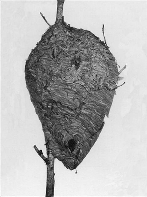 Figure 9. Hornet nest.