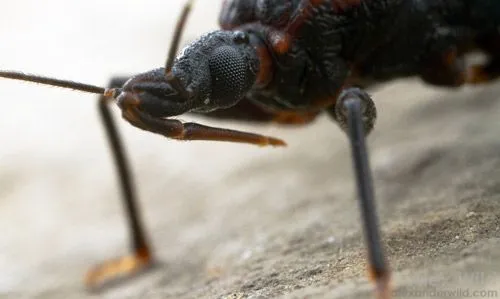 Figure 3. The head of Triatoma sanguisuga (LeConte), the eastern bloodsucking conenose, illustrating the three-segmented beak it uses to bite and draw blood from its victims.