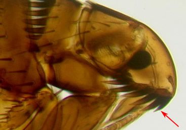 Figure 7. Ctenocephalides felis adult, first genal spine is almost as long as the second.