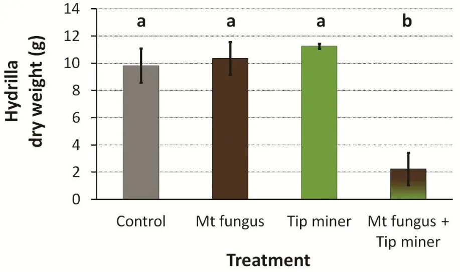 A bar graph showing the differences in hydrilla dry weight by treatment. NO difference was found between the control, the fungus, or the tip miner. There was a reduction in hydrilla dry weight whenthe fungus and the tip miner were combined.