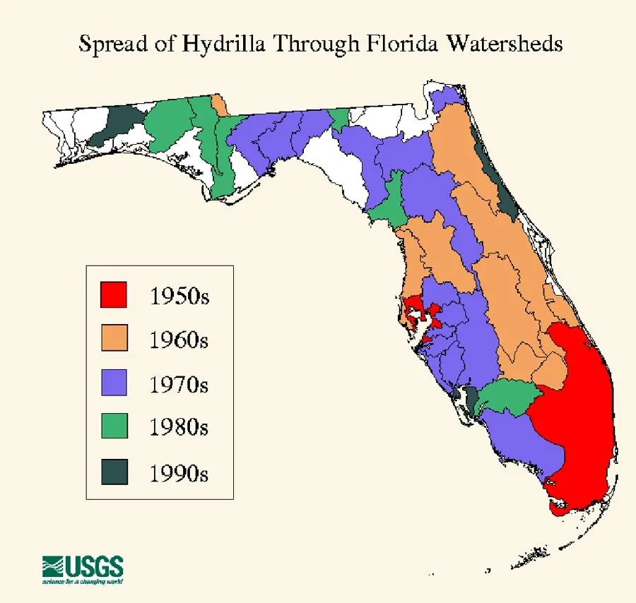 A map of Forida showing the spread of hydrilla starting in the southeastern portion of the state in the 1950s, infesting the eastern coast in the 1960s, spreading to the west coast in the 1970s, and into the panhandle in the 1980s and nineties.