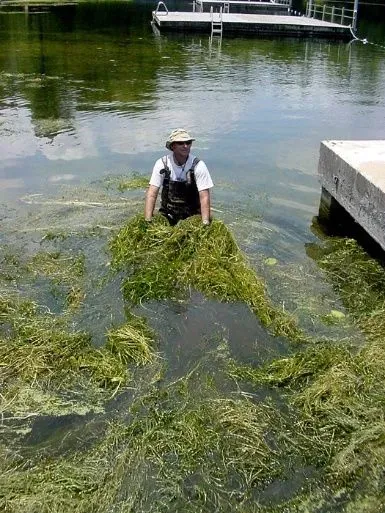 A man is standing in a lake handpulling vegetation off the surface.
