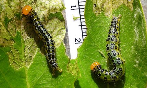 Figure 4. Larvae of Epicorsia oedipodalis on fiddlewood showing both skeletonizing and leaf margin damage.