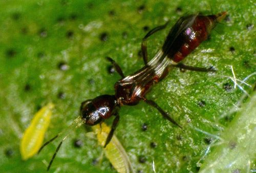 Figure 8. Franklinothrips vespiformis feeding on adult Scirtothrips dorsalis.