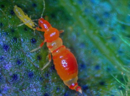 Figure 5. Franklinothrips vespiformis larva II feeding on nymph of Scirtothrips dorsalis.