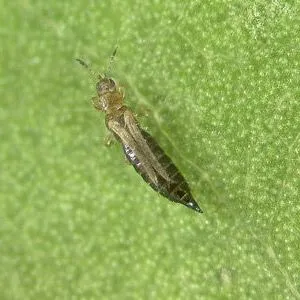 EENY633/IN1104: Tobacco Thrips Frankliniella fusca (Hinds) (Insecta:  Thysanoptera: Thripidae)