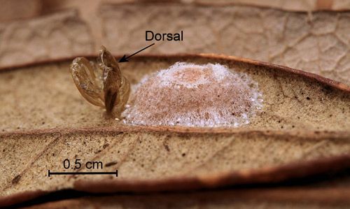 Figure 1. Laurelcherry smoky moth, Neoprocris floridana Tarmann, male in typical resting position.