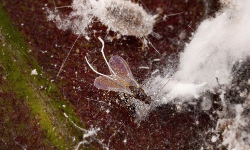 Figure 2. Adult male and immature female Ferrisia virgata Cockerell on croton.