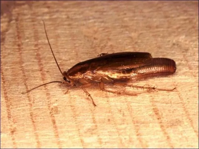 Figure 3. Females can be seen carrying a yellowish-brown ootheca (egg case) protruding from the end of the abdomen.