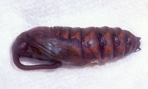 Figure 3. Pupa of Manduca quinquemaculata (Haworth).