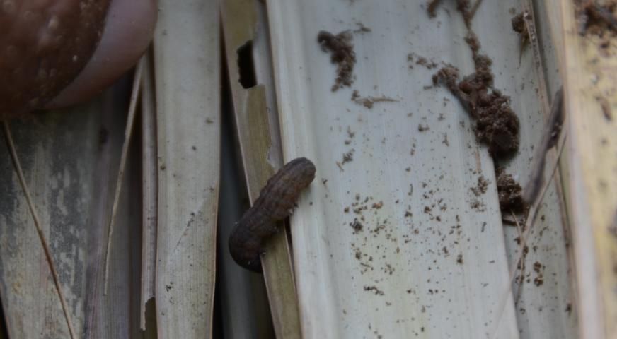 Figure 10. Caterpillar and frass of Simplicia cornicalis.