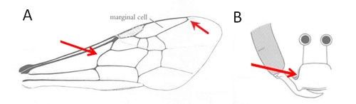 Figure 3. (A) The leftmost red arrow indicates the sharply curved basal vein characteristic of halictid bees and the rightmost red arrow indicates the truncated marginal cell characteristic of Augochlora. (B) The red arrows point to the genal lobes projecting over the clypeus, also characteristic of Augochlora.