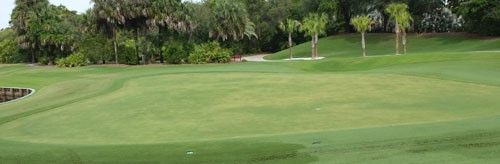 Figure 1. A bermudagrass golf course green infested by the grass root-knot nematode, Meloidogyne graminis Whitehead, showing chlorotic blotches.