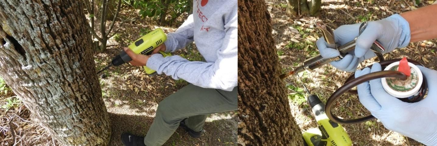 Figure 4. Injection of OTC into a cabbage palm (Sabal palmetto); drilling of hole (left) insertion of syringe into valve and injection (right).