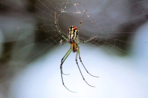 Figure 8. Leucauge argyrobapta (White) female (dorsal aspect).