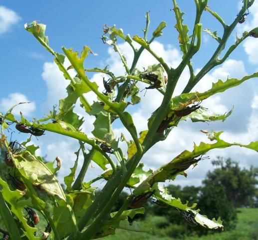 Figure 6. Diaprepes feeding on foliage.