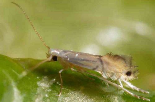 Figure 3. Citrus leafminer adult magnified.