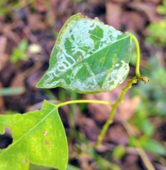 Figure 3. Mined leaf of Chinese tallowtree, Triadica sebifera, seedling.