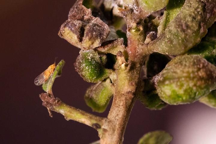 Figure 1. An adult yaupon psyllid, Gyropsylla ilecis (Ashmead) (left), with galls on yaupon holly, Ilex vomitoria.