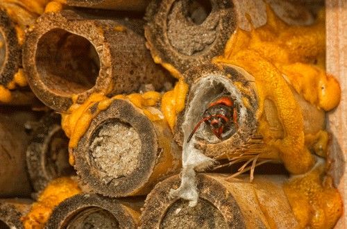 Figure 6. A pollinator nesting box with cavities at various stages of Pachodynerus erynnis (Lepeletier) use, with an adult wasp emerging.