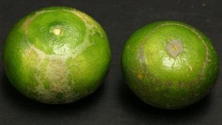 “Halo” from thrips feeding on young fruit.