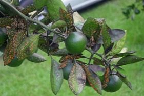 Aschersonia aleyrodis on Satsuma.