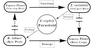 Schematic of an Encarsia sophia–Trialeurodes variabilis papaya banker plant system for control of Bemisia tabaci.