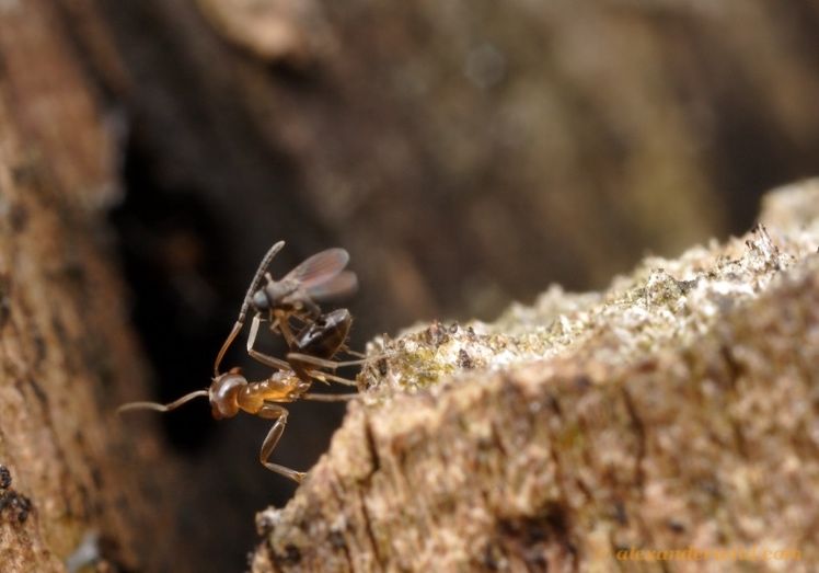 Linepithema oblongum, a related species to Linepithema humile, gets parasitized by a Pseudacteon fly. Termas de Reyes, Argentina. 