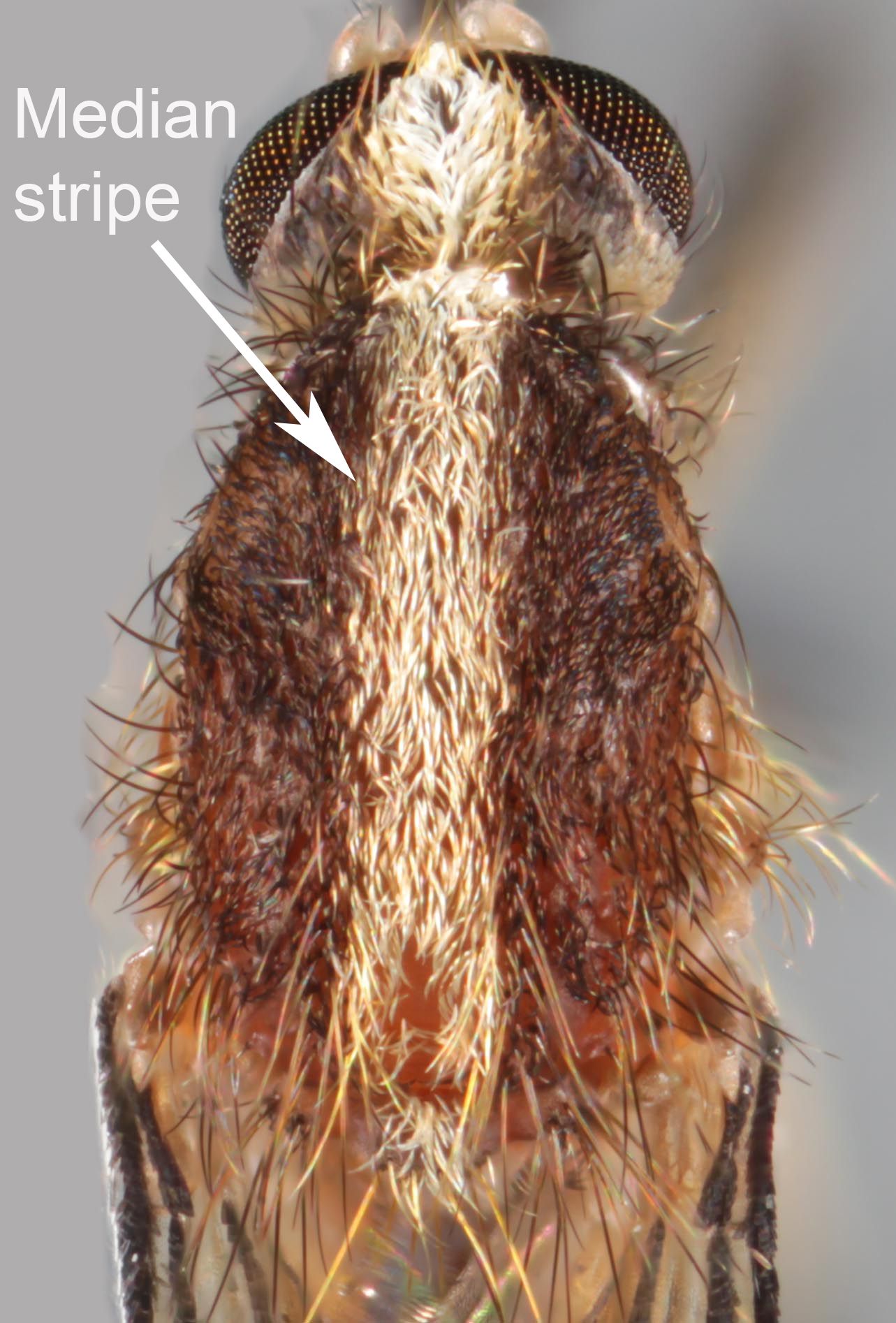 Aedes atlanticus (Dyar and Knab) scutum.