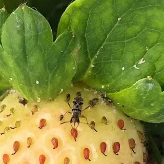 ENY-2085/IN1377: Integrated Pest Management Tools for Strawberry Seed ...