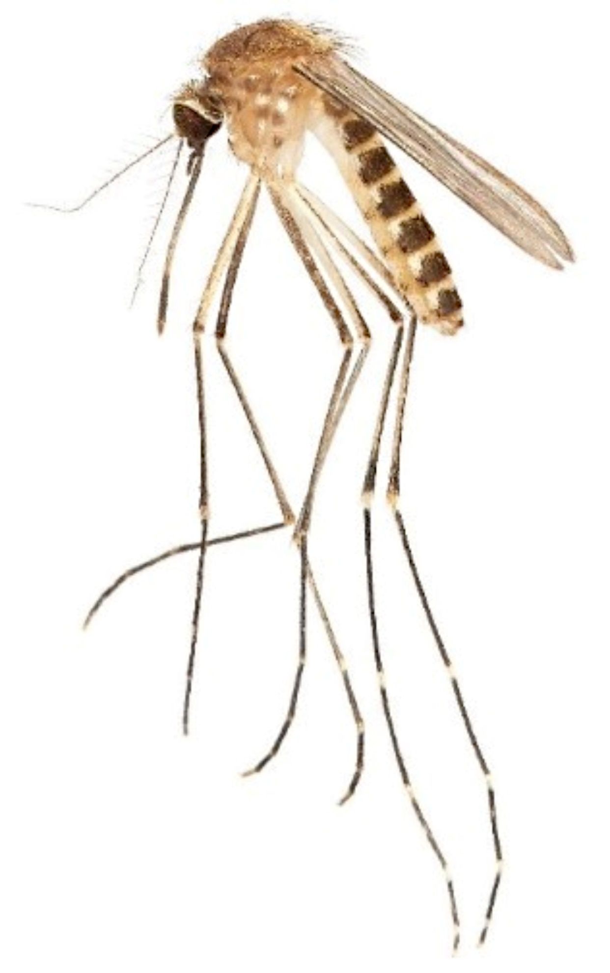Culex coronator.