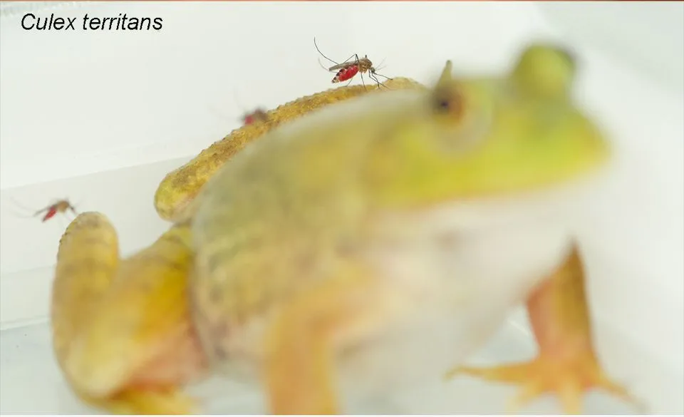 Engorged Culex territans (Walker 1856) adult female feeding on the amphibian host bullfrog.