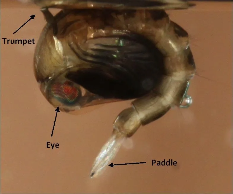 Pupa of Culex territans (Walker 1856) (lateral view).