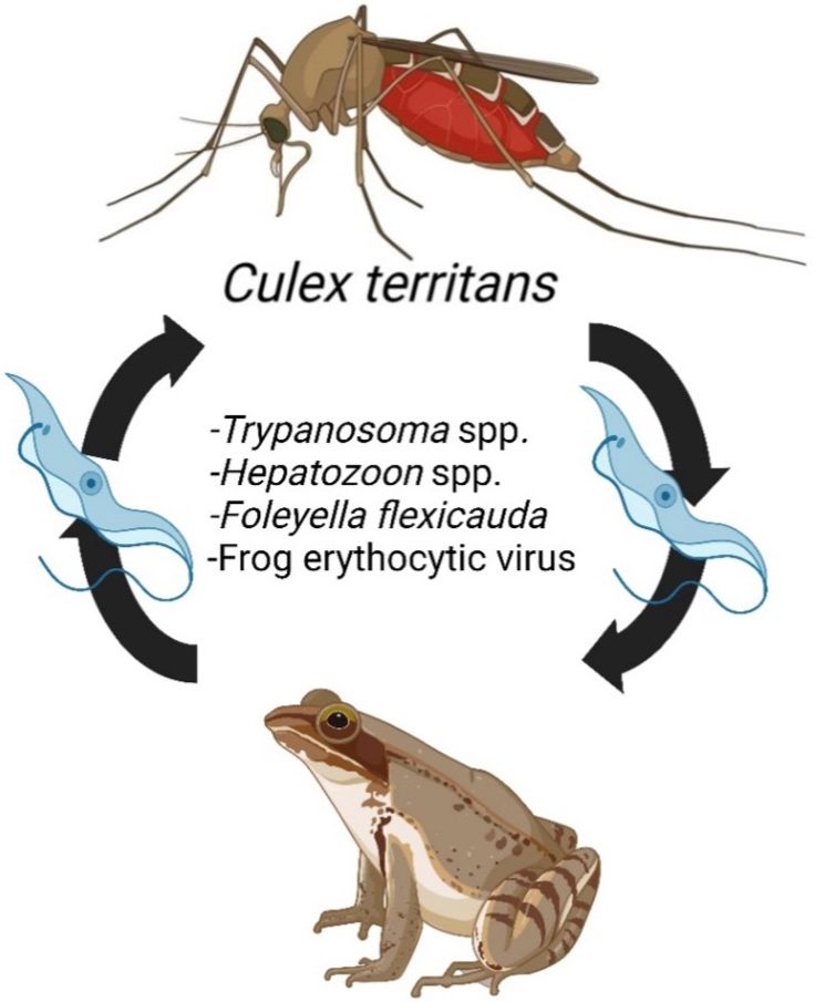 Transmission cycle of amphibian parasites putatively transmitted by Culex territans (Walker 1856).