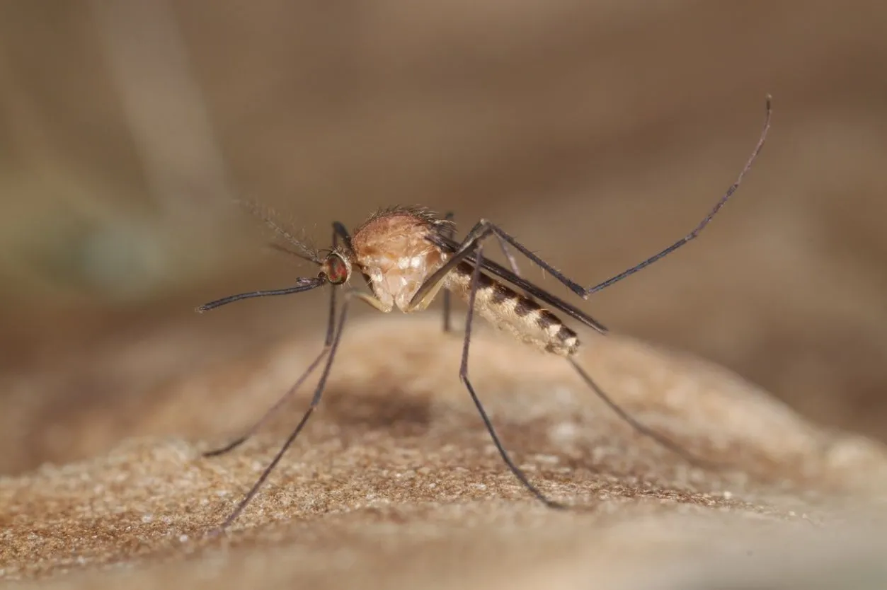 Culex territans (Walker 1856) adult female (lateral view).