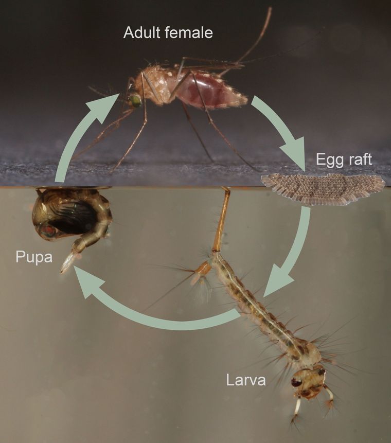 Holometabolous life cycle of Culex territans (Walker 1856). 