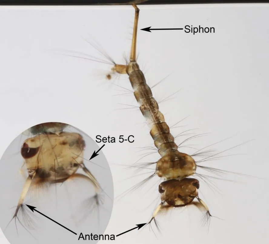 Larva of Culex territans (Walker 1856) highlighting features used in identification (dorsal view).