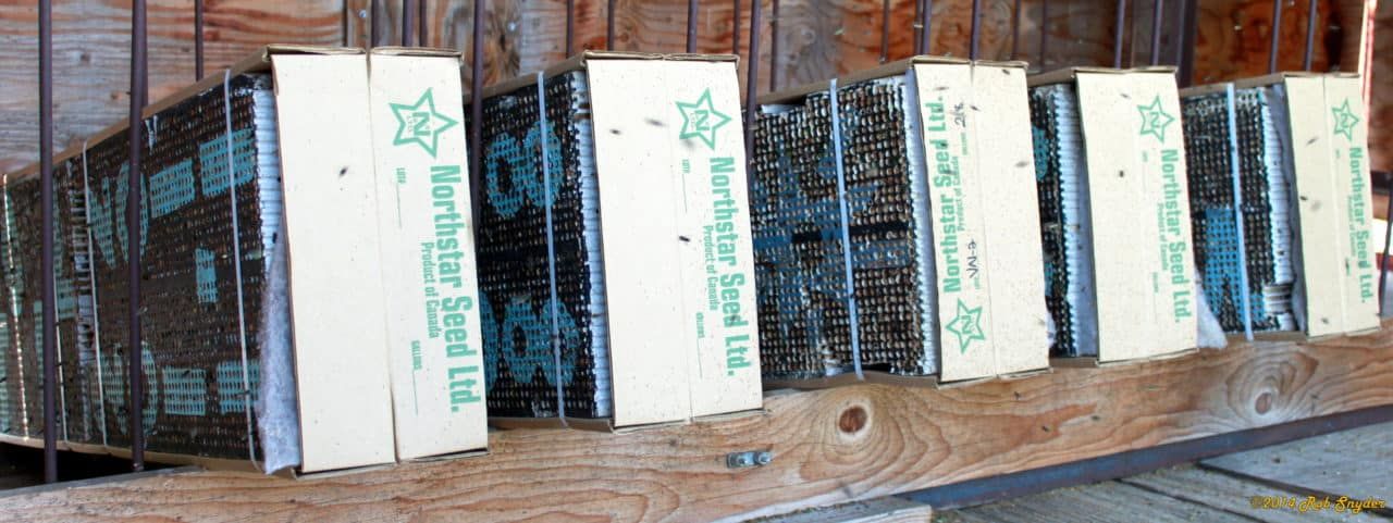 Artificial nests provided for alfalfa leaf-cutter bees inside a shelter.