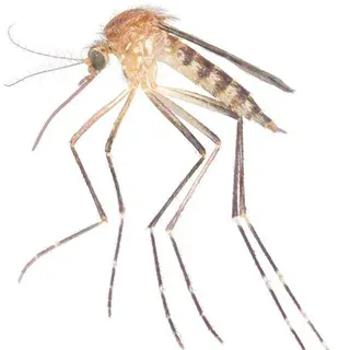 ENY822/IN1463: Aedes canadensis (Theobald) (Insecta: Diptera: Culicidae)