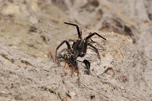 Figure 15.Â A female southern house spider (Kukulcania hibernalis) with Sceliphron caementarium prey. Photograph byÂ Erin Powell, University of Florida.