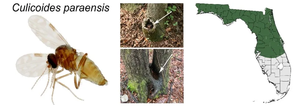 Illustration of Culicoides paraensis, two tree holes, and a Florida distribution map highlighting the northern region.