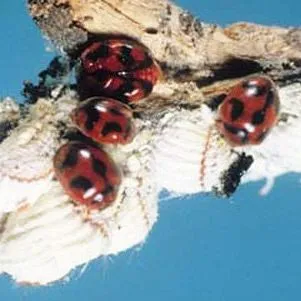 EENY-034/IN161: Cottony Cushion Scale, Icerya purchasi Maskell (Insecta ...