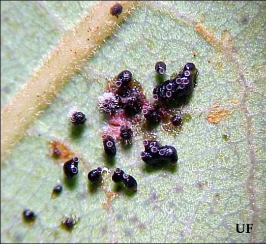 Figure 2. Eggs of the avocado lace bug, Pseudacysta perseae (Heidemann).