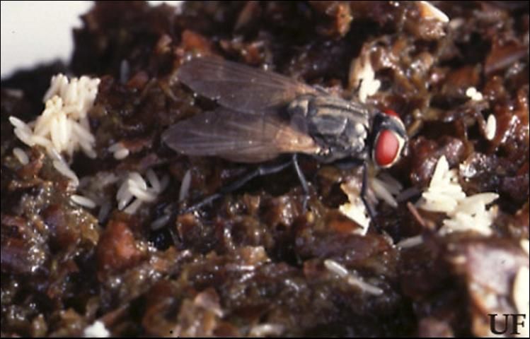 Figure 3. Adult and eggs of the house fly, Musca domestica Linnaeus.