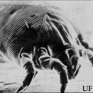 EENY-059/IN216: House Dust Mites, Dermatophagoides spp. (Arachnida ...
