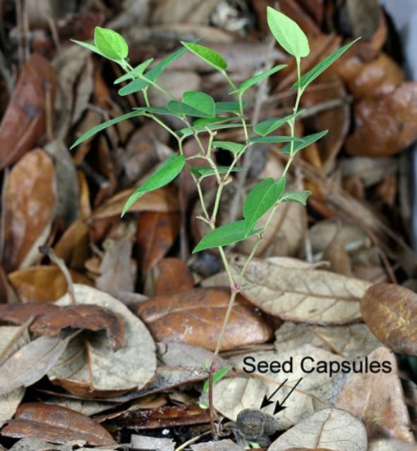 Figure 17. Virginia snake root (Aristolochia serpentaria L.), a host of the polydamas swallowtail (Battus polydamas lucayus [Rothschild and Jordan]) larva.