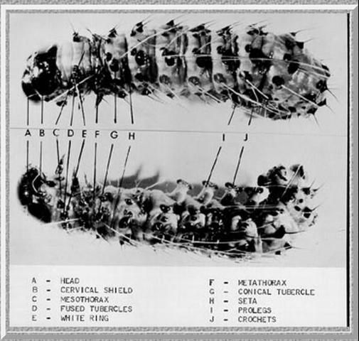 Figure 7. Cabbage palm caterpillar, Litoprosopus futilis (Grote & Robinson), with body parts identified.