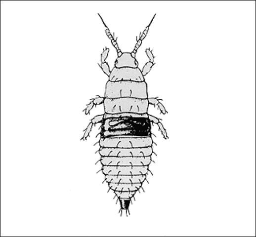 Figure 3. Redbanded thrips larva, Redbanded thrips, Selenothrips rubrocinctus (Giard), nymph.